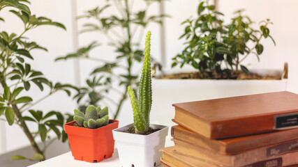 Plants and cactus on a desk with books, on a white background. interior design.