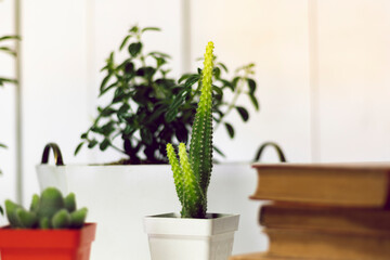 Plants and cactus on a desk with books, on a white background. interior design.