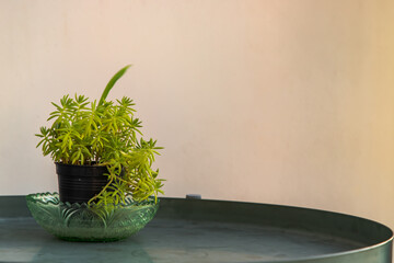Succulent sedum rupestre or Sedum mexicanum in black pot on white wall background at balcony. Copy space, Selective focus.