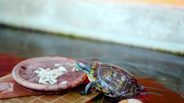 The Red-eared Slider turtle come up and eat the food that had been prepared.
