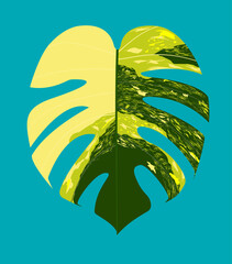 Monstera deliciosa borsigiana 