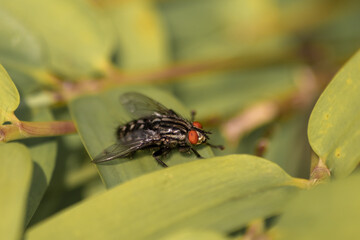 Black zebra fly with red facete eyes as macro close-up view on green leaf in summer as infectious insect and flying pest tsetse causes sickness and other diseases like infections fever and malaria