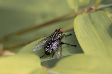 Black zebra fly with red facete eyes as macro close-up view on green leaf in summer as infectious...