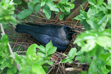 Crow in the nest hatching eggs