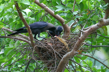 Baby crow is lying in the nest and waiting for food