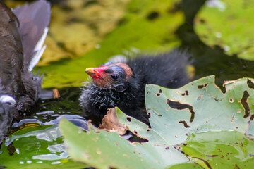Little moorhen biddy with red beak and blue head with red and orange and black feathers begging for food of mother moorhen Rallidae as aquatic bird on duck pond and wetlands collecting insects as food