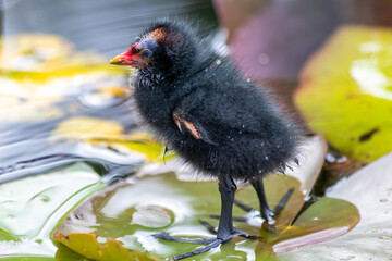 Little moorhen biddy with red beak and blue head with red and orange and black feathers begging for...