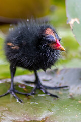 Little moorhen biddy with red beak and blue head with red and orange and black feathers begging for...