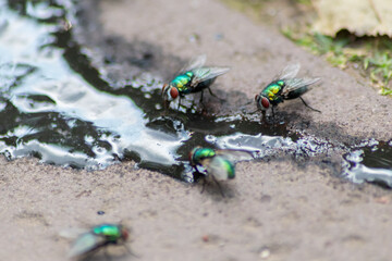 Dirty puddle after flood with dirt and mudd and many flies show danger of infections epidemic...