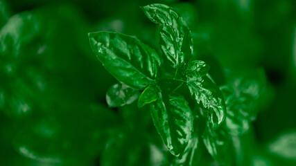 Fresh green basil leaves