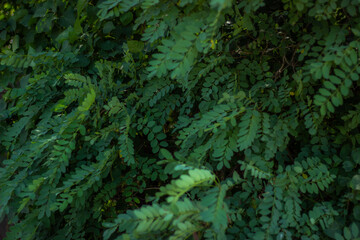 White acacia in the thickets