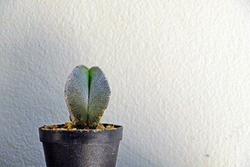 Astrophytum myriostigma cactus plant in black pot.