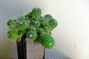 Mammillaria spinosissima Un pico montrose cactus in black clay pot.