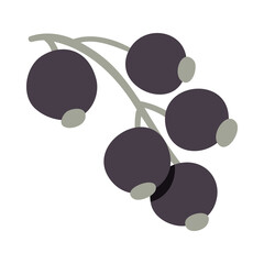 Isolated vector illustration of a blackcurrant for decoration