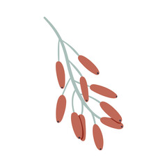 Isolated vector illustration of a barberry for decoration