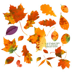 A set of autumn leaves . Realistic silhouettes of oak, maple, aronia, willow leaves with a watercolor texture. Isolated vector images for use as a graphic resource for the designer.