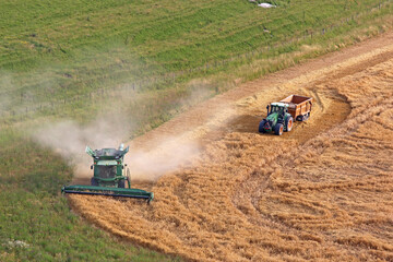 Fototapeta premium Combine harvester and tractor at harvest 