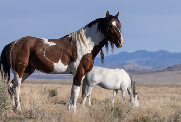 Obraz premium Majestic Wild Horse in the Utah Desert