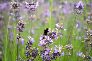 Hummel auf einer Lavendelblüte, Lavendel, Blühen, Natur, Umwelt, Nektarpflanze