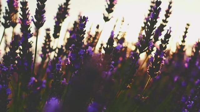 Sunset Sun Shining through Beautiful Blooming Lavender Flowers. SLOW MOTION 120 fps. Close Up Dolly Shot. Plateau du Valensole, Provence, South France, Europe. Cinematic Nature Background. Lens Flare.