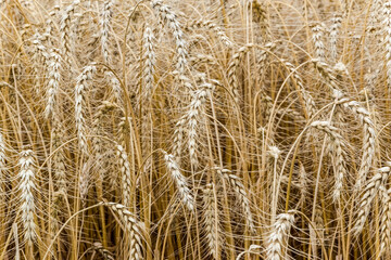A ripening field of wheat on a sunny summer day.