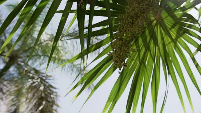 palm fronds in the caribbean move throughout the day