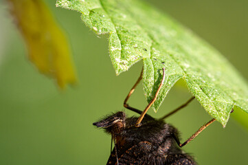 Newly hatched peacock butterfly, aglais io, resting on stinging nettle leaf with empty cocoon nearby