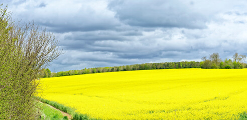 Field of gleaming yellow oilseed rape (canola)  flowers under a threatening North Yorkshire, England sky - 446838014