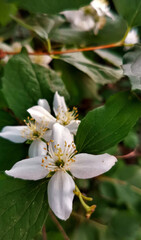 Almond branch with flowers. Bloom Time. Selective Focus. Blossom Flowers Background. Nature Wallpaper