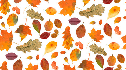 seamless pattern of fallen autumn leaves on a wite background