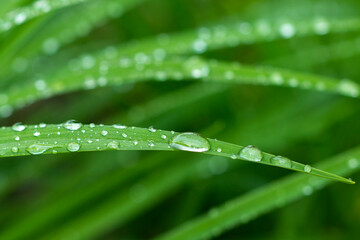 Fresh Rain Drops On Green Grass Leaf. Nature Macro Shot