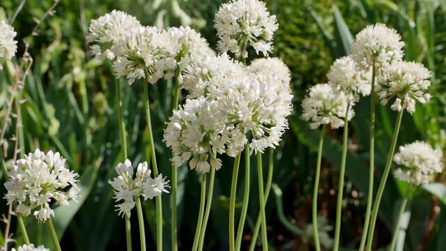 Allium ursinum , also known as  wild garlic or ramsons , is a perennial herbaceous plant, also known as wild garlic or Siberian ramsons