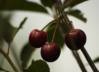 Owoce wiśni. Cherry fruits  © Grzegorz