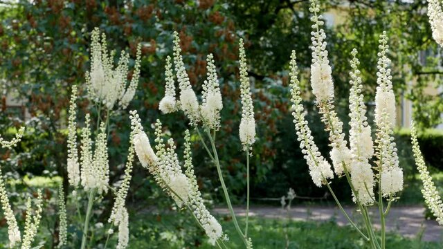 White flowers of Actaea heracleifolia in garden. Growing medicinal plants in the garden. White inflorescences of cimicifuga racemosa in natural background