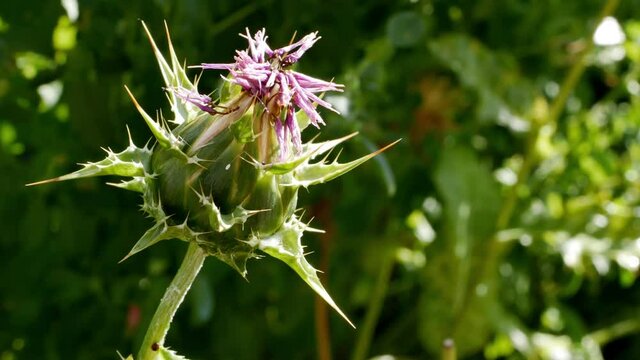 Silybum marianum flower close up