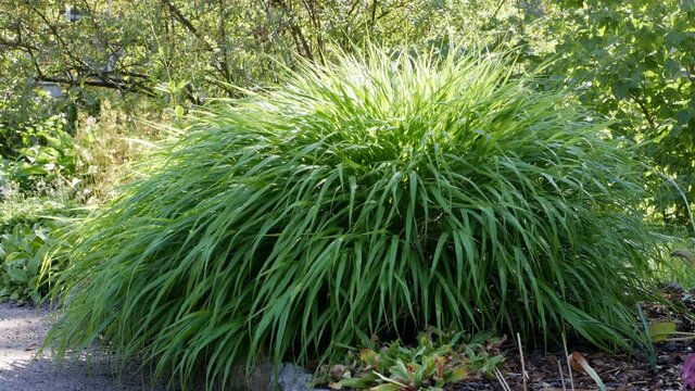 Ornamental Grass Hakonechloa macra in garden