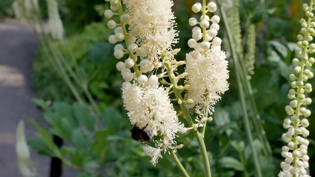  Bumblebee on flowers of  cimicifuga racemosa. Black cohosh, or branched cimicifuga ( lat.  Actaea racemosa , syn. Cimicifuga racemosa ) is a perennial herbaceous plant