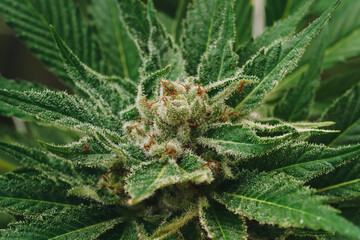 Marihuana plant close up details of flower