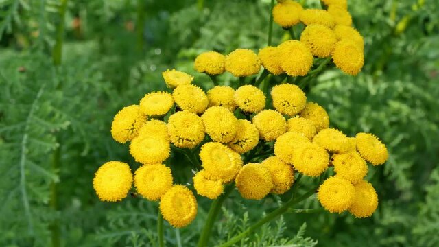 Yellow flowers of common tansy, Tanacetum vulgare. Plant of Tansy (Tanacetum vulgare, Common Tansy, Bitter Buttons, Cow Bitter, Mugwort, Golden Buttons)