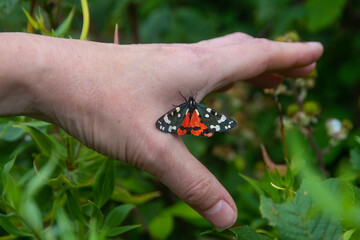 Scarlet Tiger Moth On Womans Hand