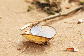 The seashell lies on the sandy shore of the beach. An open shell from a sea clam lies on a sandy...