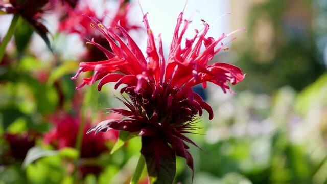 Red flower of monarda, blossom monarda in garden