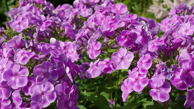Pink flowers in the flowerbed. Magnificent bushes of phlox paniculata in the garden