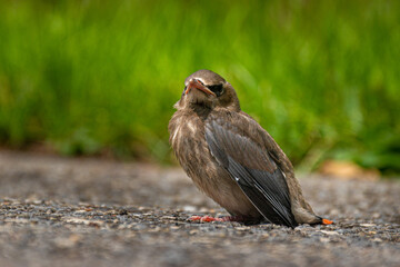 A Baby Bird does not make it far from the nest on its first flight.  Chick lands on the ground, wings not strong enough for sustained flight yet.  Windsor in Broome County in Upstate NY.