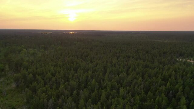 Aerial view of beautiful sunset over the forest. Flying over trees , sunlight