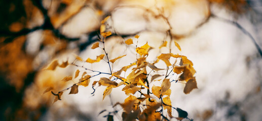 The branches of the birch in autumn yellow leaves