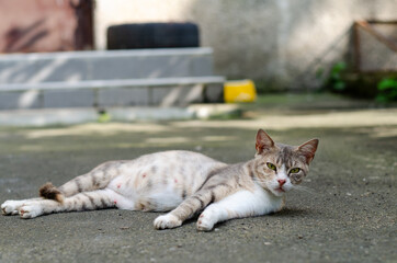 Fototapety na wymiar - Fototapeta24.pl