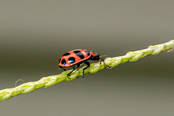 Red Bug with black spots walks a tightrope in our garden.  Insect walks along nylon string that holds our cucumbers off the ground in our garden in Windsor in Broome County in Upstate NY.  Close-up