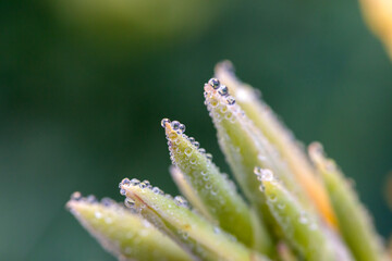 Plants and leaves with waterdrops