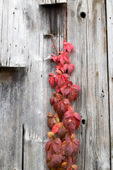 Virginia creeper (Parthenocissus quinquefolia) in autumn, on wooden fence